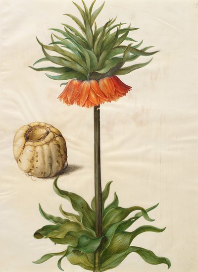 Fritillaria imperialis by Johannes Simon Holtzbecher